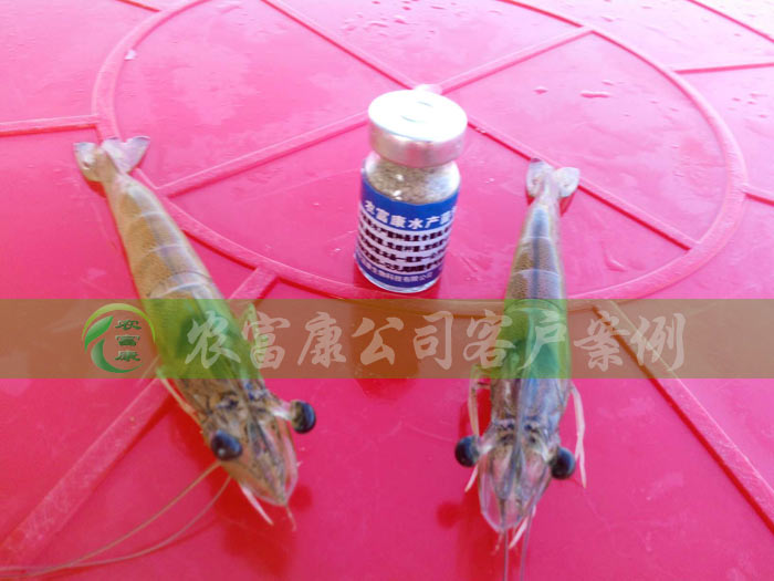 農(nóng)富康養(yǎng)蝦用戶(hù)案例