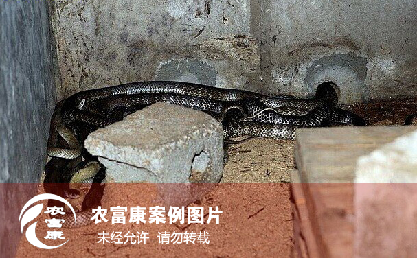 養(yǎng)蛇發(fā)酵床技術(shù)