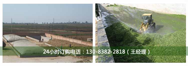 玉米秸稈黃儲(chǔ)發(fā)酵劑