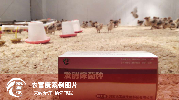 農(nóng)富康發(fā)酵床養(yǎng)育雛雞 農(nóng)富康發(fā)酵床養(yǎng)育雛雞