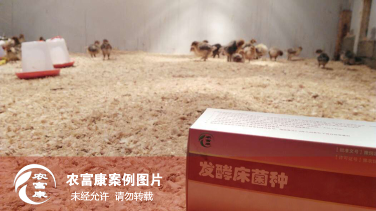 農(nóng)富康發(fā)酵床養(yǎng)育雛雞 農(nóng)富康發(fā)酵床養(yǎng)育雛雞