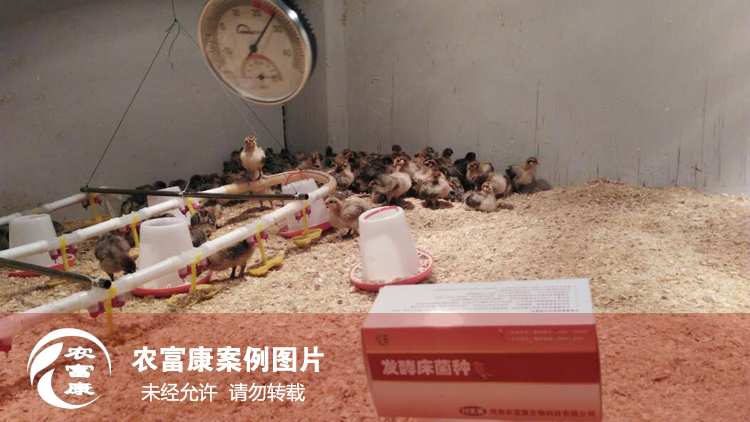 農(nóng)富康發(fā)酵床養(yǎng)育雛雞 農(nóng)富康發(fā)酵床養(yǎng)育雛雞