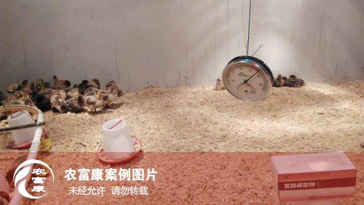 農(nóng)富康發(fā)酵床養(yǎng)育雛雞 農(nóng)富康發(fā)酵床養(yǎng)育雛雞