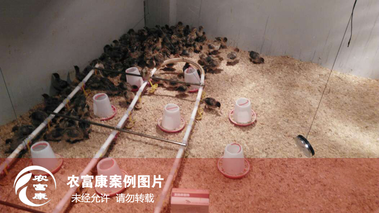 農(nóng)富康發(fā)酵床養(yǎng)育雛雞 農(nóng)富康發(fā)酵床養(yǎng)育雛雞