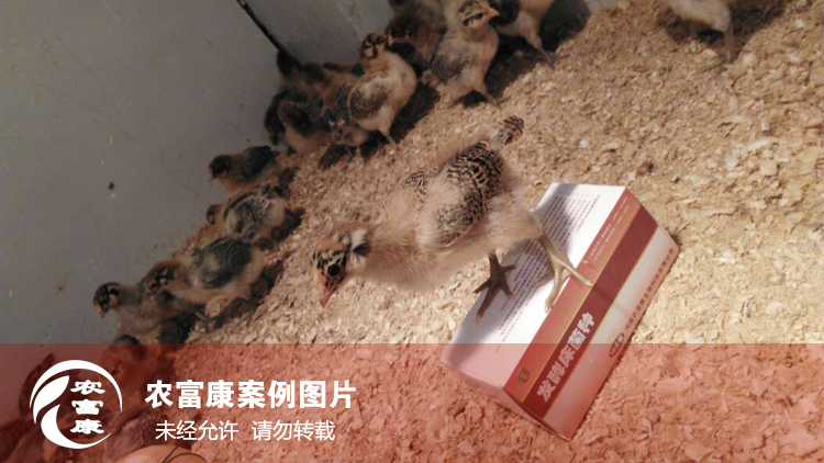 農(nóng)富康發(fā)酵床養(yǎng)育雛雞 農(nóng)富康發(fā)酵床養(yǎng)育雛雞