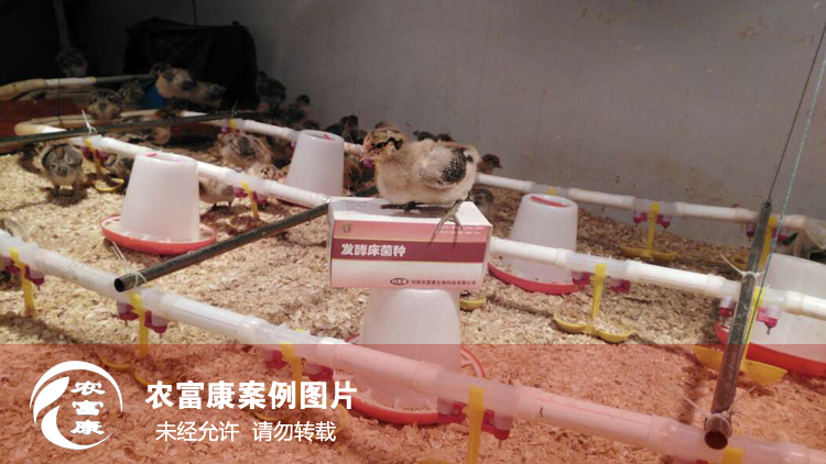 農(nóng)富康發(fā)酵床養(yǎng)育雛雞 農(nóng)富康發(fā)酵床養(yǎng)育雛雞