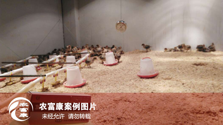農(nóng)富康發(fā)酵床養(yǎng)育雛雞 農(nóng)富康發(fā)酵床養(yǎng)育雛雞