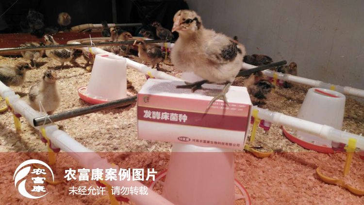 農(nóng)富康發(fā)酵床養(yǎng)育雛雞 農(nóng)富康發(fā)酵床養(yǎng)育雛雞