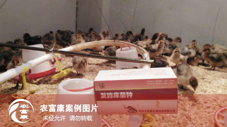 農(nóng)富康發(fā)酵床養(yǎng)育雛雞 農(nóng)富康發(fā)酵床養(yǎng)育雛雞