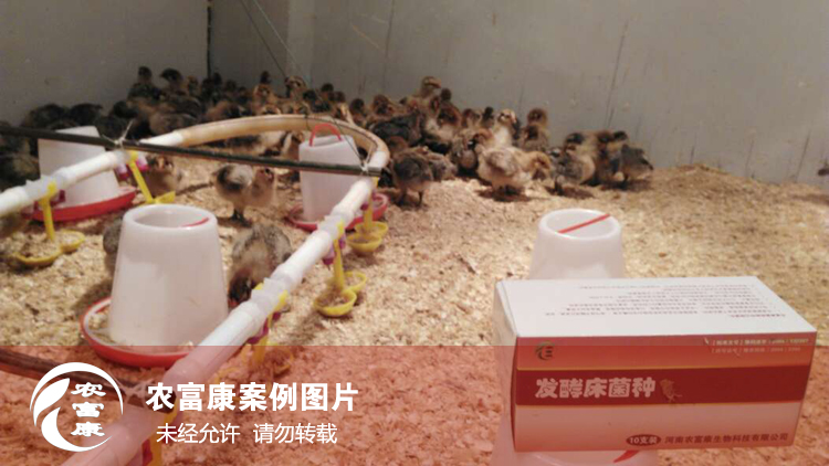 農(nóng)富康發(fā)酵床養(yǎng)育雛雞 農(nóng)富康發(fā)酵床養(yǎng)育雛雞