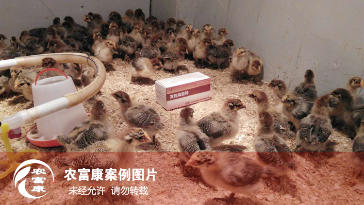 農(nóng)富康發(fā)酵床養(yǎng)育雛雞 農(nóng)富康發(fā)酵床養(yǎng)育雛雞