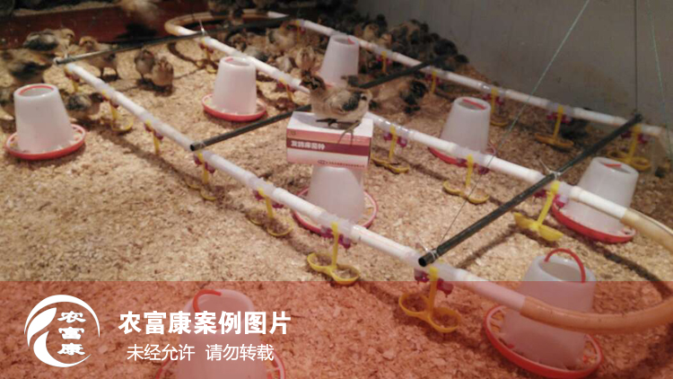 農(nóng)富康發(fā)酵床養(yǎng)育雛雞 農(nóng)富康發(fā)酵床養(yǎng)育雛雞