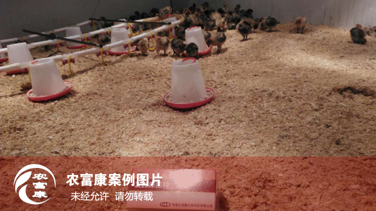 農(nóng)富康發(fā)酵床養(yǎng)育雛雞 農(nóng)富康發(fā)酵床養(yǎng)育雛雞