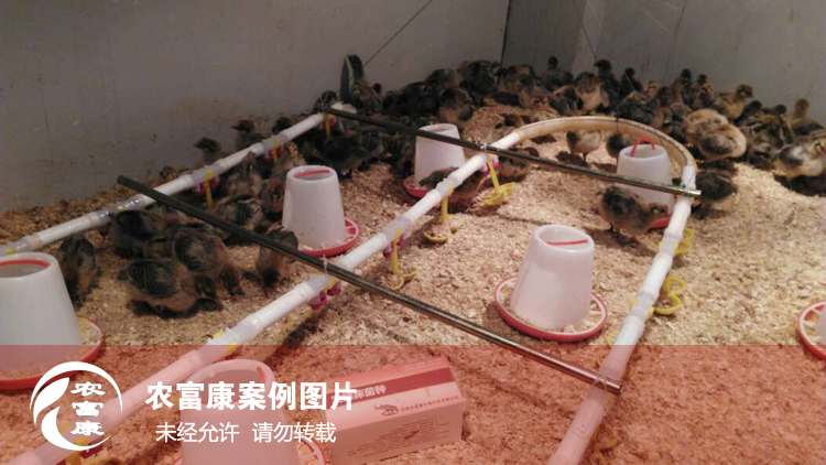 農(nóng)富康發(fā)酵床養(yǎng)育雛雞 農(nóng)富康發(fā)酵床養(yǎng)育雛雞