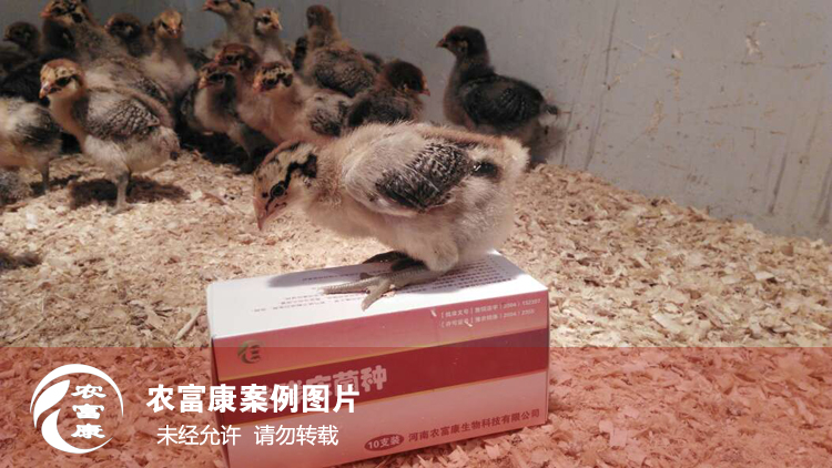 農(nóng)富康發(fā)酵床養(yǎng)育雛雞 農(nóng)富康發(fā)酵床養(yǎng)育雛雞