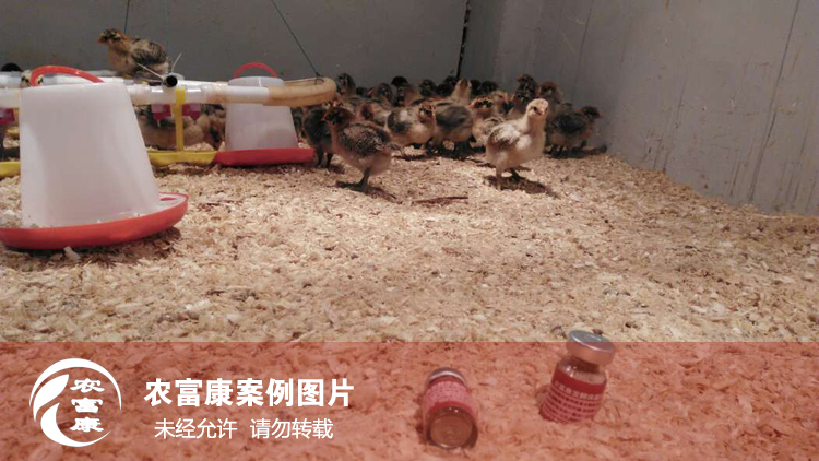 農(nóng)富康發(fā)酵床養(yǎng)育雛雞 農(nóng)富康發(fā)酵床養(yǎng)育雛雞