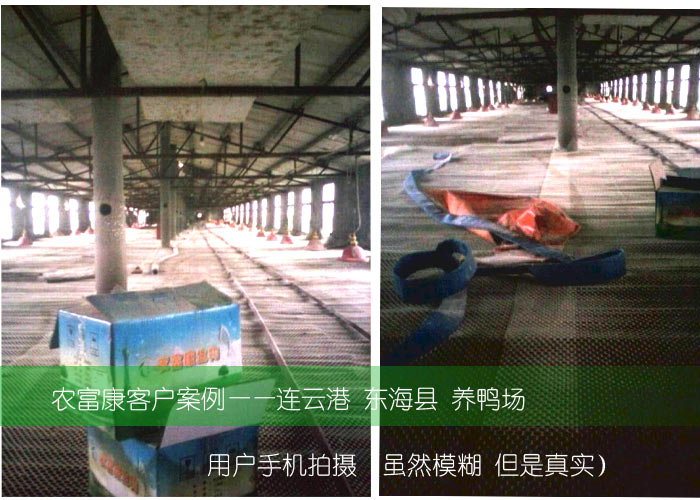 農(nóng)富康東?？h養(yǎng)鴨用戶(hù)使用養(yǎng)殖菌液案例