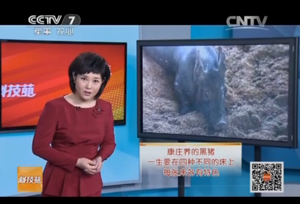 科技苑遼寧鐵嶺養(yǎng)黑豬用的四張床：雙層床，發(fā)酵床，水泥床，運(yùn)動(dòng)床