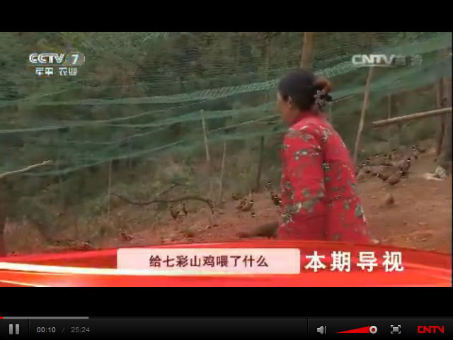 給七彩山雞喂了什么東西，能讓它們的羽毛格外鮮明亮麗？